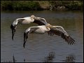_8SB9631 american white pelicans